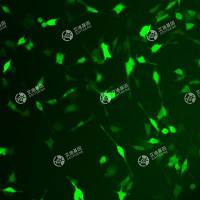 GFP-小鼠口腔鳞状细胞癌细胞(MOC2)