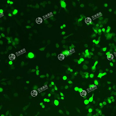 GFP-小鼠永生化小胶质细胞(BV2)
