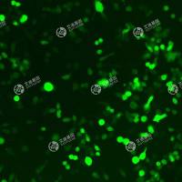 GFP-小鼠永生化小胶质细胞(BV2)