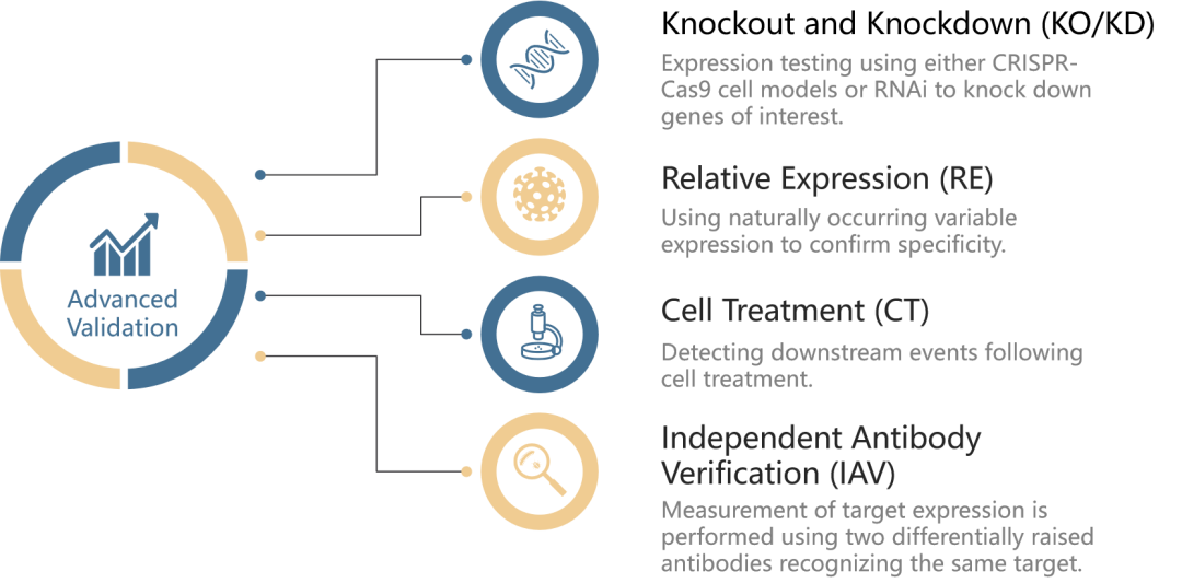 WHY CHOOSE US？HUABIO高级验证手段保障抗体质量！