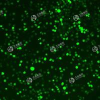 GFP-小鼠骨髓瘤细胞(SP2/0-AG14)