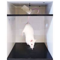 悬尾实验 | 动物行为学