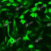 GFP-人甲状腺状癌细胞(MDA-T41)