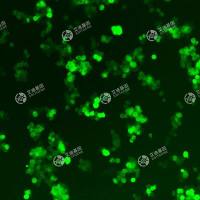 GFP-永生化小鼠骨髓源巨噬细胞(IBMDM)