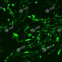 GFP-大鼠胰腺外分泌细胞(AR42J)