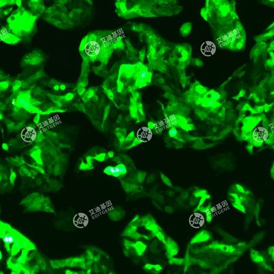 GFP-人肝癌细胞(HEPG2-C3A)