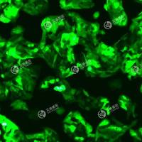 GFP-人肝癌细胞(HEPG2-C3A)