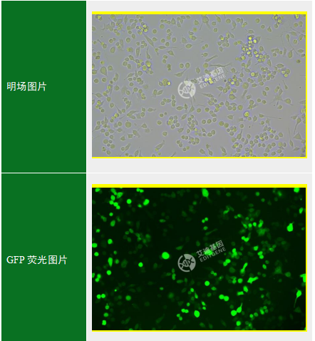 GFP-小鼠永生化小胶质细胞(BV2)
