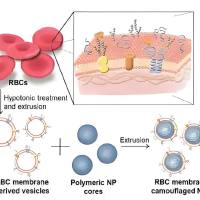 负载阿霉素（DOX）和吲哚菁绿（ICG）的PLGA纳米粒被叶酸修饰的红细胞膜包裹