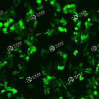 GFP-小鼠膀胱癌细胞(MB49)