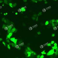 GFP-人永生化角质细胞(hacat)