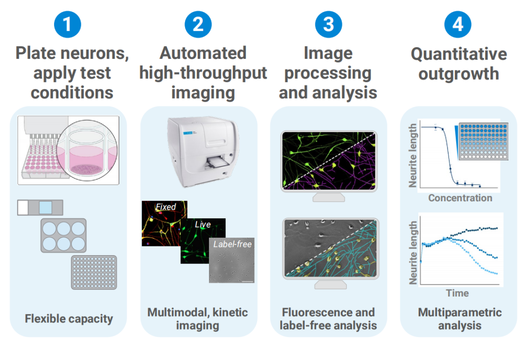 “智”在未来：安捷伦自动化成像平台为神经突生长分析赋能