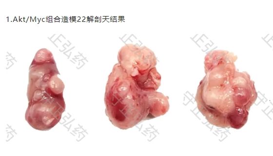 肾癌体细胞基因编辑小鼠模型