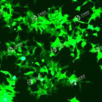 GFP-人胚肾细胞(HEK293)