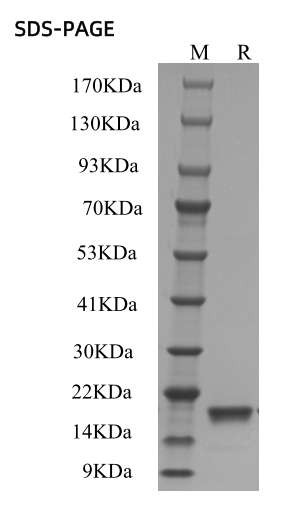 SDS-PAGE
