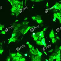 GFP-永生化尿路上皮细胞(SV-HUC-1)