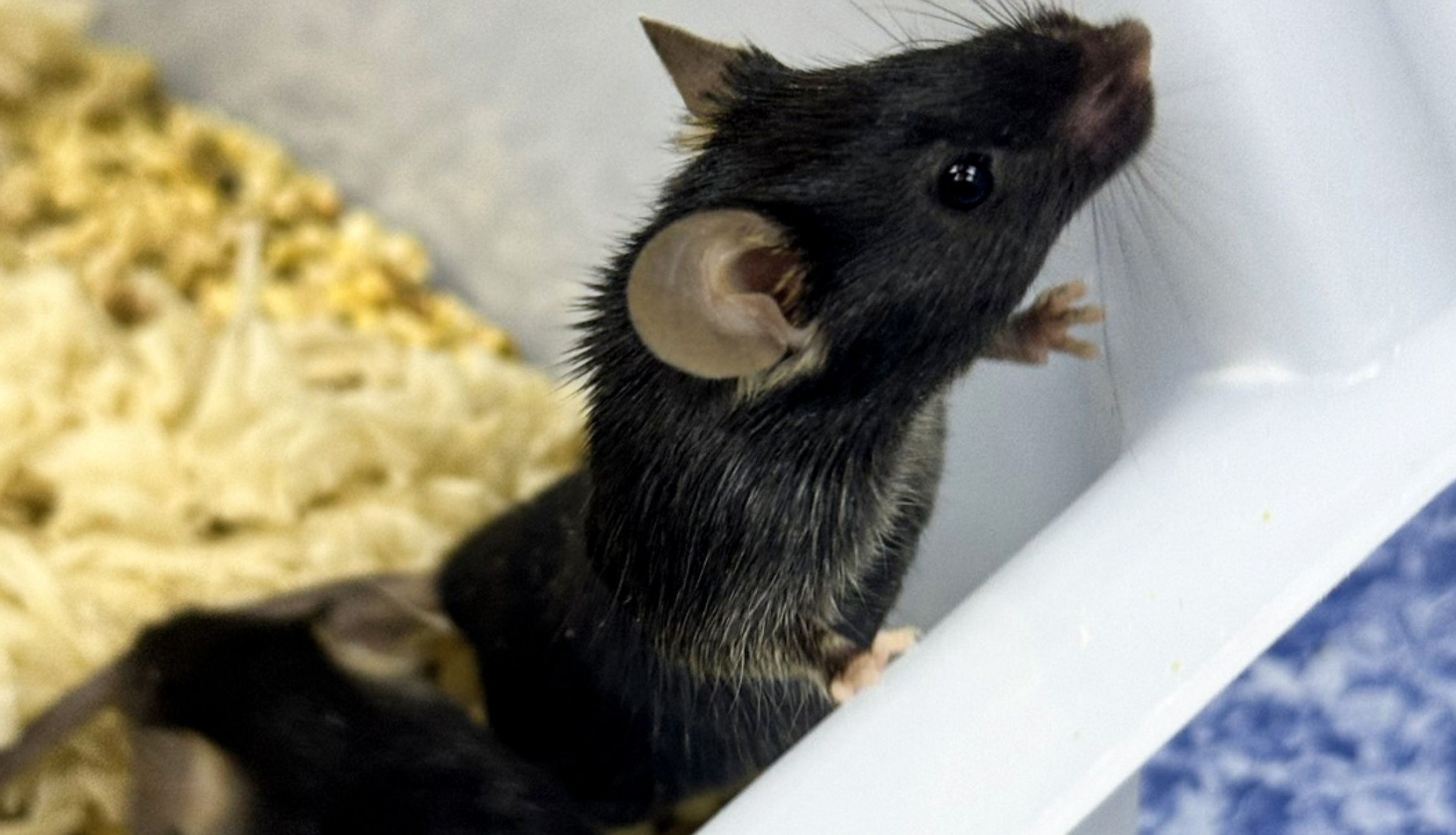 动物模型 | 小鼠唇腭裂模型