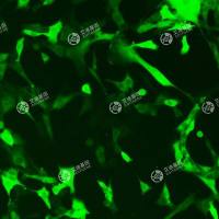 GFP-正常小鼠睾丸Sertoli细胞(TM4)