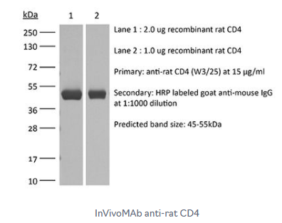 InVivoMAb抗大鼠CD4抗体这一波促销啦