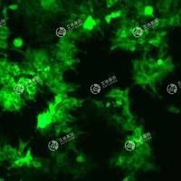 GFP-人胚肾细胞(2v6.11)