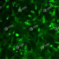 GFP-小鼠成肌细胞(c2c12)