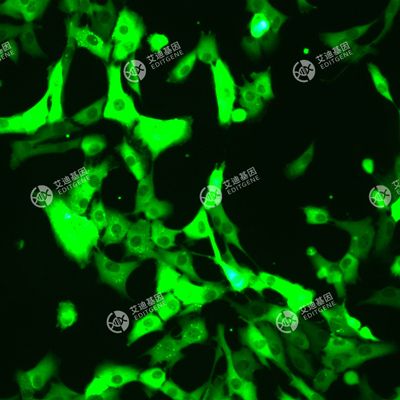 GFP-人视网膜色素上皮细胞(RPE1 hTERT p53-/-)