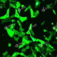 GFP-人视网膜色素上皮细胞(RPE1 hTERT p53-/-)