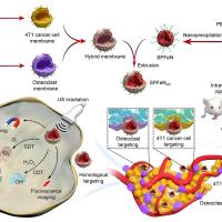 纳米颗粒(脂质体、PLGA纳米粒、无机纳米颗粒)被杂化细胞膜包被