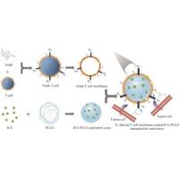 抗CD20修饰的磁性氧化铁纳米颗粒被特异性识别肿瘤抗原的T细胞包裹
