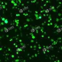 GFP-小鼠骨髓树突状细胞(DC2.4)