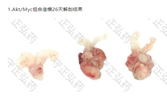 前列腺癌体细胞基因编辑小鼠模型