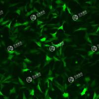 GFP-大鼠肾脏细胞(NRK-49F)