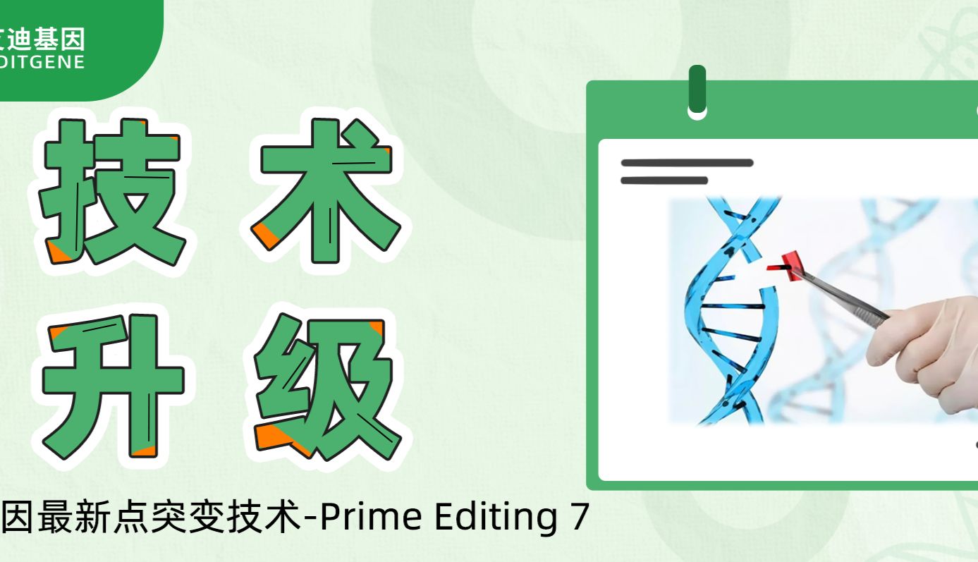 基因编辑精准与效率双向飙升！艾迪基因重磅推出升级基因定点突变技术-Prime Editing 7!