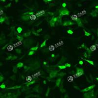 GFP-小鼠胚胎成纤维细胞(3T3-L1)