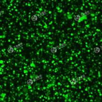 GFP-人T淋巴细胞白血病细胞(Jurkat，CloneE6-1)