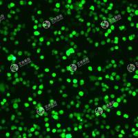 GFP-中国仓鼠卵巢细胞(CHO-K1)