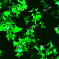 GFP-人胚肾细胞(293t/17)