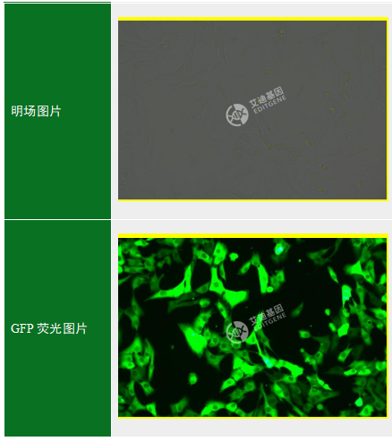 GFP-人视网膜色素上皮细胞(RPE1 hTERT p53-