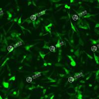 GFP-牛肾细胞(MDBK)