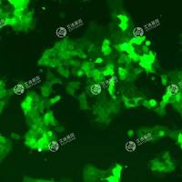 GFP-人口腔舌鳞状癌细胞(CAL-33)