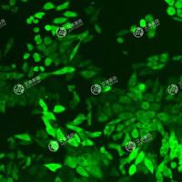 GFP-小鼠卵巢上皮癌细胞(ID8)