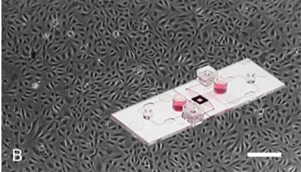 ibiPore SiN玻璃膜上人类内皮细胞在剪切力环境下的培养方案