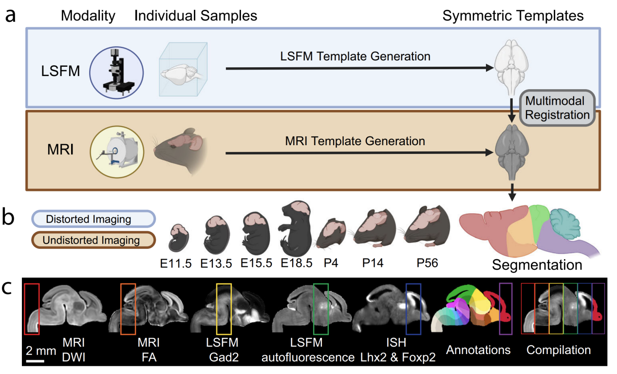 Nature communications | 神经科学革命性新工具——绘制不同发育阶段小鼠全脑三维脑图谱（DevCCF）