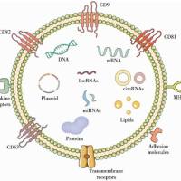 肺球状细胞来源外泌体（LSC-Exo）包载mRNA（信使RNA）