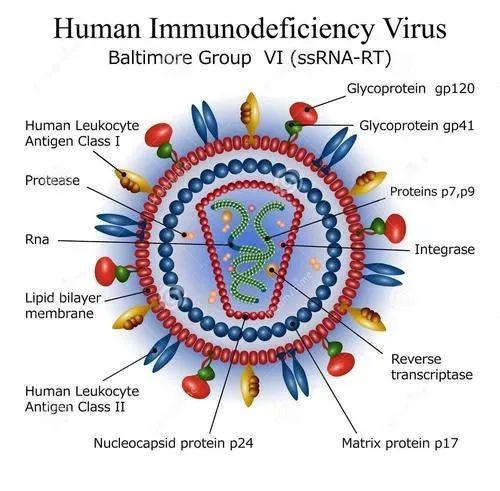 【Biorbyt科研专题】知己知彼，共抗艾滋
