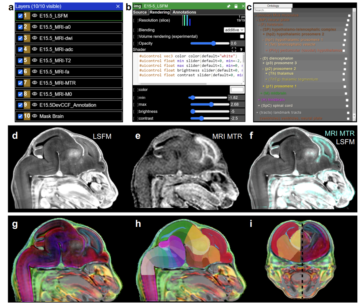 Nature communications | 神经科学革命性新工具——绘制不同发育阶段小鼠全脑三维脑图谱（DevCCF）