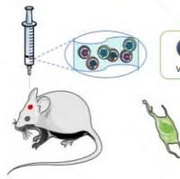 表皮生长因子 (EGF) -促红细胞生成素 (EPO) -脑源性神经营养因子 (BDNF) 和血管内皮生长因子嵌入水凝胶基质的复合系统