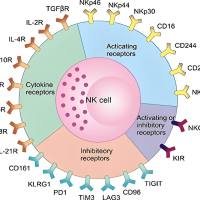 二氧化钛纳米粒被NK细胞膜包被