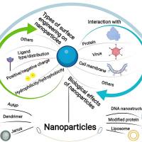 甘草次酸(GA)-齐墩果酸(OA)自组装纳米粒包封紫杉醇(PTX)