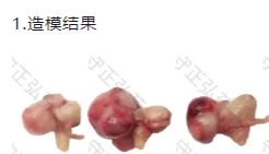胃癌体细胞基因编辑小鼠模型